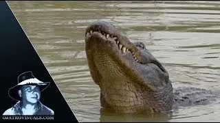 Thumbnail: American Alligator Mating Season 01 Footage