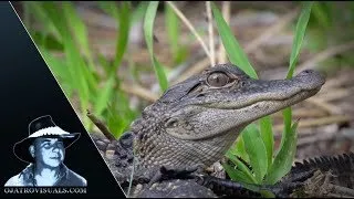Thumbnail: Alligator Mother Protecting Hatchlings 01
