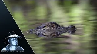Thumbnail: Alligator Hatchlings And Catfish 01 Footage