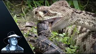 Thumbnail: Rattlesnake Eats Alligator 01 Footage