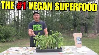 Thumbnail: The Most Important Vegetable for Every Raw Vegan to Grow