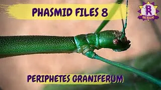 Thumbnail: Phasmid Files 8 - Periphetes graniferum. What a Stunning Stick Insect!