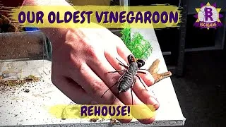 Thumbnail: Our Oldest Vinegaroon gets ANOTHER new enclosure!
