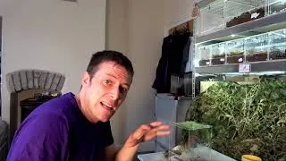 Thumbnail: REVEALED - My RAREST Stick Insects!!