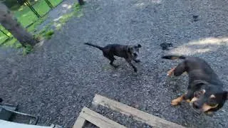 Thumbnail: Flight of the Doggies (May 2022) 4K