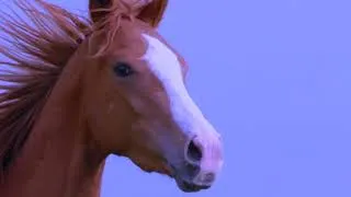 Thumbnail: Music for Riding Horses