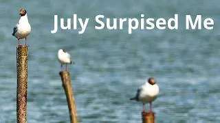 Thumbnail: I Thought July Was Quiet... I Was Wrong | Summer Birdwatching