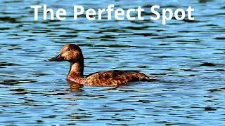 Thumbnail: I Never Left This Spot… and the Birds Kept Coming