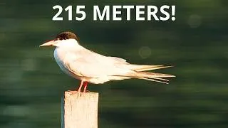 Thumbnail: 215 Meters Away – Filming a White-tailed Eagle and Waterbirds | Canon R7 + 200–800mm