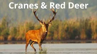 Thumbnail: Red Deer Running Through the Water | Cranes and Wildlife in the Barycz Valley