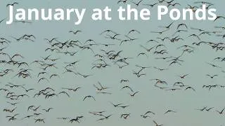 Thumbnail: A Sunny January Day in the Barycz Valley | Winter Birds and Geese