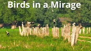 Thumbnail: When Air Becomes a Lens | Atmospheric Mirages at the Warta Mouth