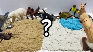 Thumbnail: Arctic or Desert Animals? | Learn Animal Habitats! | Toddler & Preschool Learning