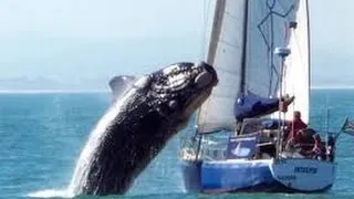 Thumbnail: US Sailing Team Olympic Live 2016 An Accident With Sharp Sperry Women’s 470 .