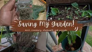 Thumbnail: I Left My Son in Charge of the Garden… Here's What Survived | Herb Garden Recovery