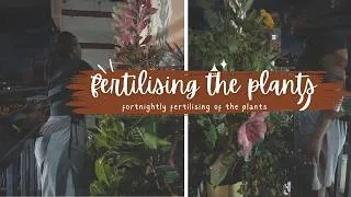 Thumbnail: My Evening Plant Care Routine 🌿 | Fertilising & Pest Control for Healthy Plants