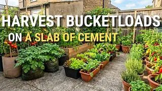 Thumbnail: 7 Vegetables You Can Grow on Bare Concrete (And Never Buy Them Again)