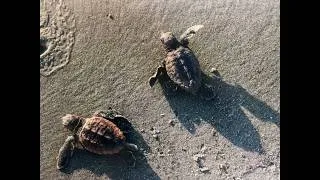 Thumbnail: A Conservation Conversation: Sea Turtles with Catherine Ridley