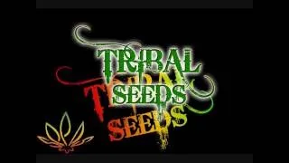 Thumbnail: Tribal Seeds Beautiful Mysterious
