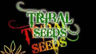 Thumbnail: Tribal Seeds - Creator