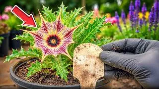 Thumbnail: 12 Forbidden Perennials You're Not Allowed To Grow