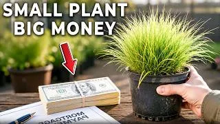 Thumbnail: 20 Profitable Plants That Could Pay Your Mortgage