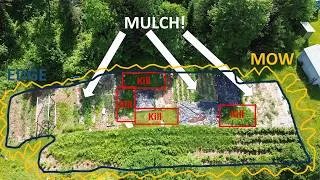 Thumbnail: How I manage grass in my garden