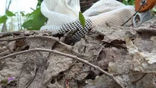 Thumbnail: Foraging for leeks and verpa mushrooms.  Fishing,  Turkey Hunting.