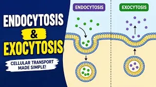 Thumbnail: ENDOCYTOSIS AND EXOCYTOSIS || DIFFERENCE