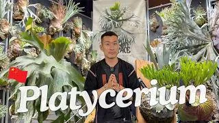 Thumbnail: Why Platyceriums Are China's Hottest Plant Trend | Asia International Tropical Plants Expo 2025