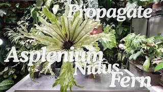 Thumbnail: EASY Propagation Asplenium Nidus Fern + Care Tips (Satisfying Updates At The End!)