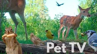 Thumbnail: RELAXING NATURE FOR CATS & DOGS 😺 Sunset Cove Weekly Best (Cat TV • Dog TV)