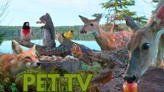 Thumbnail: Best of Spring 2026 😻 12 Hour Compilation of Nature Fun for Cats, Dogs, & People (NO LOOPING)