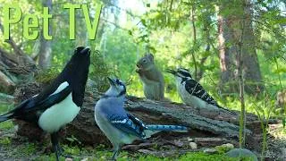 Thumbnail: SQUIRREL VS. MAGPIE IN A LUSH FOREST 🐿️ 8 Hours of Relaxing Nature (Cat TV • Dog TV)