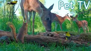Thumbnail: TWIN FAWNS PLAY! 🐿️ Relaxing Green Meadow With Deer, Birds & Squirrels (DOG TV • CAT TV)