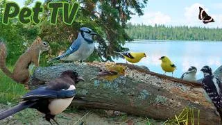 Thumbnail: BABY BIRDS & CUTE SQUIRRELS BY THE LAKE 🐿️ 8 Hours of Cat TV • Dog TV for Cats, Dogs, and People