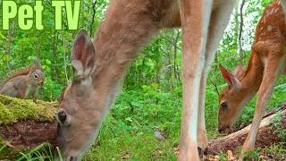 Thumbnail: TINY FAWN CLOSE UP 🐿️ 8 Hours of Relaxing Nature With Deer, Birds & Squirrels (DOG TV • CAT TV)