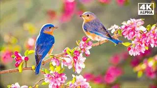 Thumbnail: Instant Relief from Stress and Anxiety, Birds Singing in the Forest, Deep Healing Music, 4K Relaxing