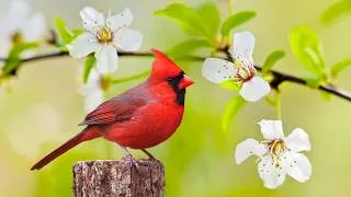 Thumbnail: Instant Relief from Stress and Anxiety, Birds Singing in the Forest - Open Heart Music - Helios 4K