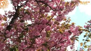 Thumbnail: Mein GNC Tagebuch - April 2026