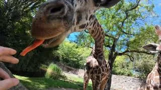 Thumbnail: Giraffes Use Their Long Tongues To Grab Crunchy Snacks