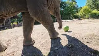 Thumbnail: Watch Baby Elephant Tula-Tu Stomp And Chomp A Little Watermelon