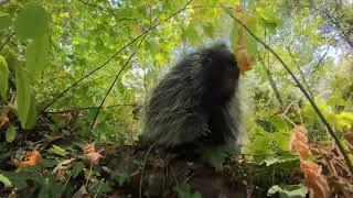 Thumbnail: Listen To A Cute Porcupine Make Little Grunts On A Hike