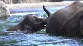 Thumbnail: Baby Elephant Tula-Tu Swims With Mom And Dad