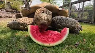 Thumbnail: Watch A Tortoise Devour A Watermelon At 4x Speed