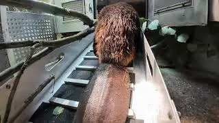 Thumbnail: Busy Beavers Bring Home A Big Branch