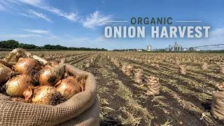Thumbnail: What It Takes To Harvest Organic Onions