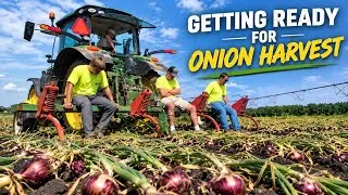 Thumbnail: Our Organic Onions Are Finally Ready To Harvest!!! 