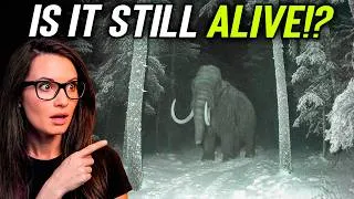 Thumbnail: Scientists Believe These "Extinct" Animals Could Still Be Alive Today!