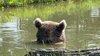 Thumbnail: There is something beautiful about watching a bear simply be.Quiet. Still. Completely at peace.